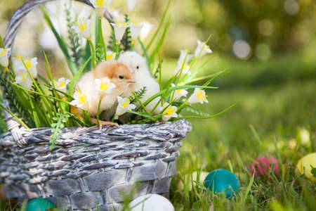 Little cute chicks with basket on the grass