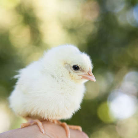 Cute little chickの写真素材