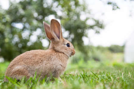 Bunny rabbit on the grassの写真素材