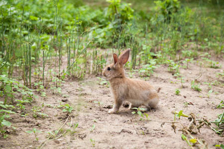 Bunny rabbit on the grassの写真素材