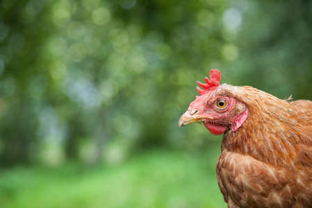 Hen in the gardenの写真素材