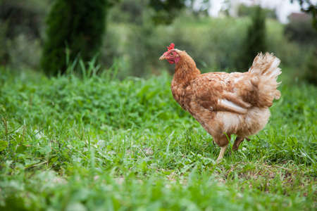 Hen in the gardenの写真素材