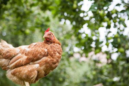 Hen in the gardenの写真素材