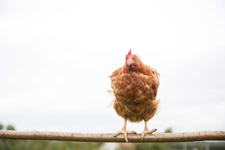 Young hen on the perchの写真素材