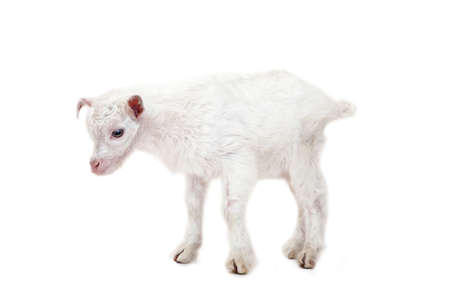 Little goatling on a white backgroundの写真素材