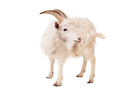 White goat isolated on white background.の写真素材