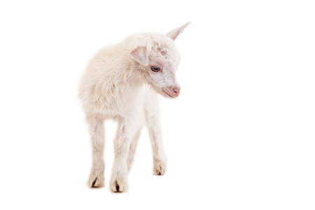 Little goatling on a white backgroundの写真素材