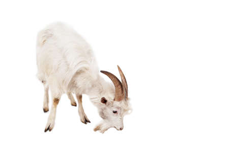 White goat isolated on white background.の写真素材