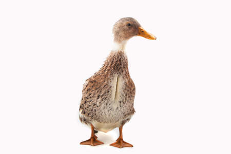 Duck on the white background