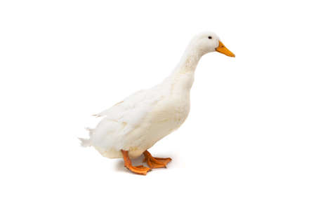 Duck on the white backgroundの写真素材
