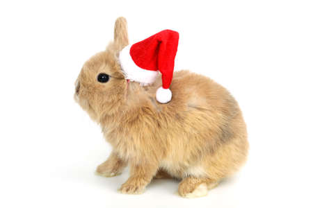 Baby rabbit with a christmas hatの写真素材