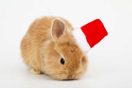 Baby rabbit with a christmas hatの写真素材