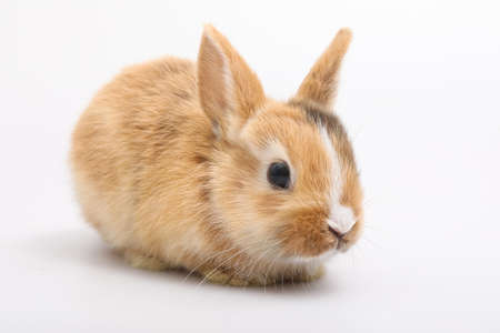 Baby of orange rabbit on white backgroundの写真素材