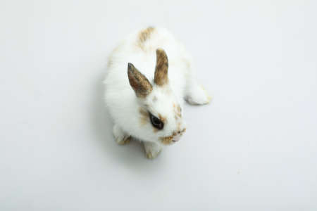 Baby of orange rabbit on white background