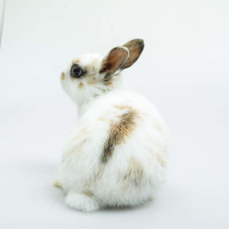Baby of orange rabbit on white background