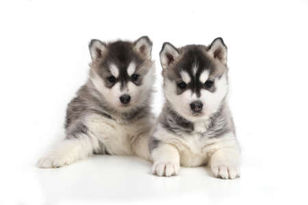 Cute puppy Siberian huskyの写真素材