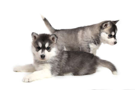 Cute puppy Siberian huskyの写真素材