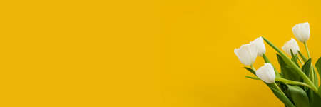 Tulip flowers. Header.の写真素材