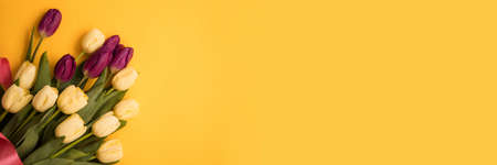 Tulip flowers. Header.の写真素材