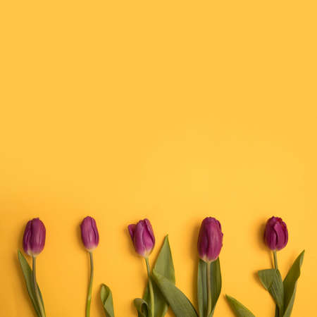 Tulip flowers postcardの写真素材