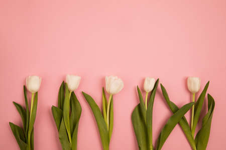 Tulip flowers postcardの写真素材