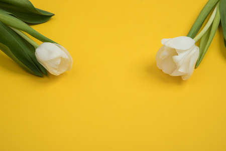 Tulip flowers postcardの写真素材
