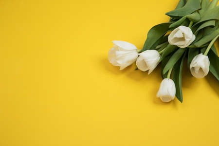 Tulip flowers postcardの写真素材