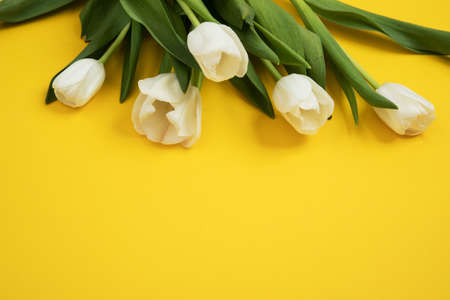 Tulip flowers postcardの写真素材