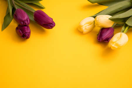 Tulip flowers postcardの写真素材