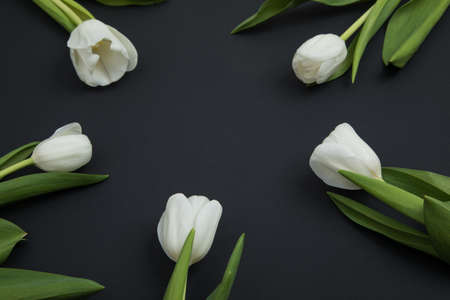 Tulip flowers postcardの写真素材