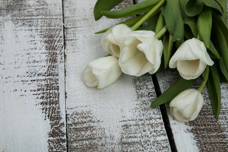 Tulip flowers postcardの写真素材