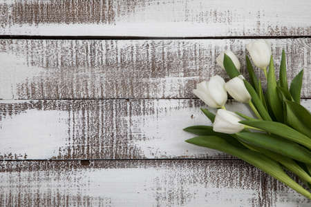 Tulip flowers postcardの写真素材