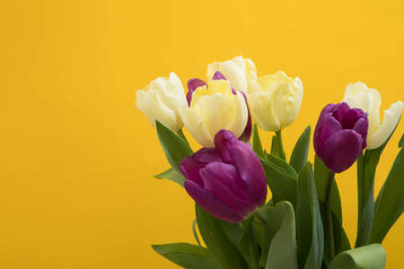 Tulip flowers postcard