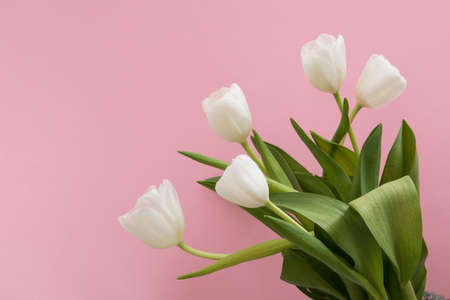 Tulip flowers postcardの写真素材