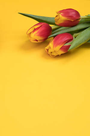 Tulip flowers postcardの写真素材