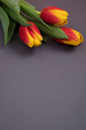 Tulip flowers postcardの写真素材