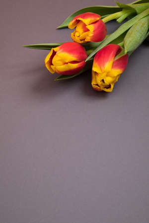 Tulip flowers postcardの写真素材