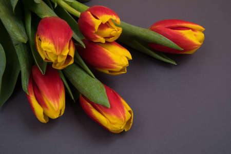 Tulip flowers postcardの写真素材