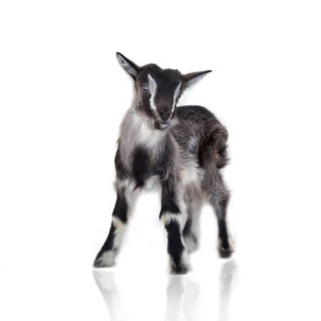 Little pretty goatlingの写真素材