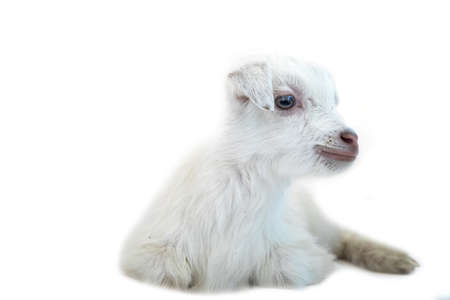 Lamb in front of a white backgroundの写真素材