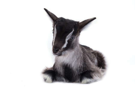 Little pretty goatlingの写真素材
