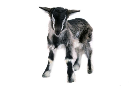 Little pretty goatlingの写真素材