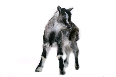 Little pretty goatlingの写真素材