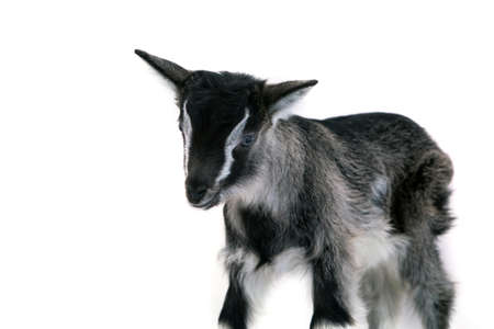 Little pretty goatlingの写真素材