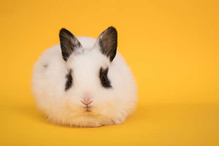 Baby cute rabbitの写真素材