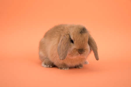 Baby cute rabbitの写真素材