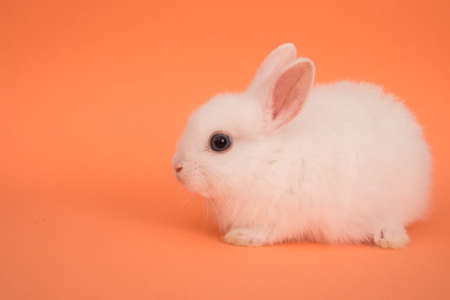 Baby cute rabbitの写真素材