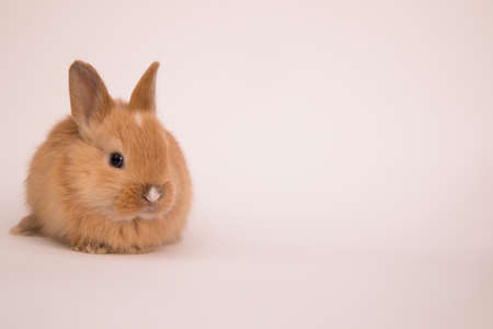Baby cute rabbitの写真素材