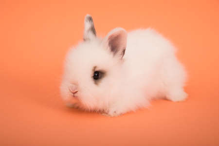 Baby cute rabbitの写真素材