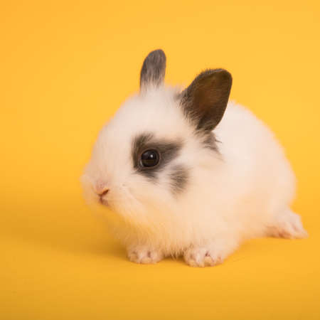 Baby cute rabbit